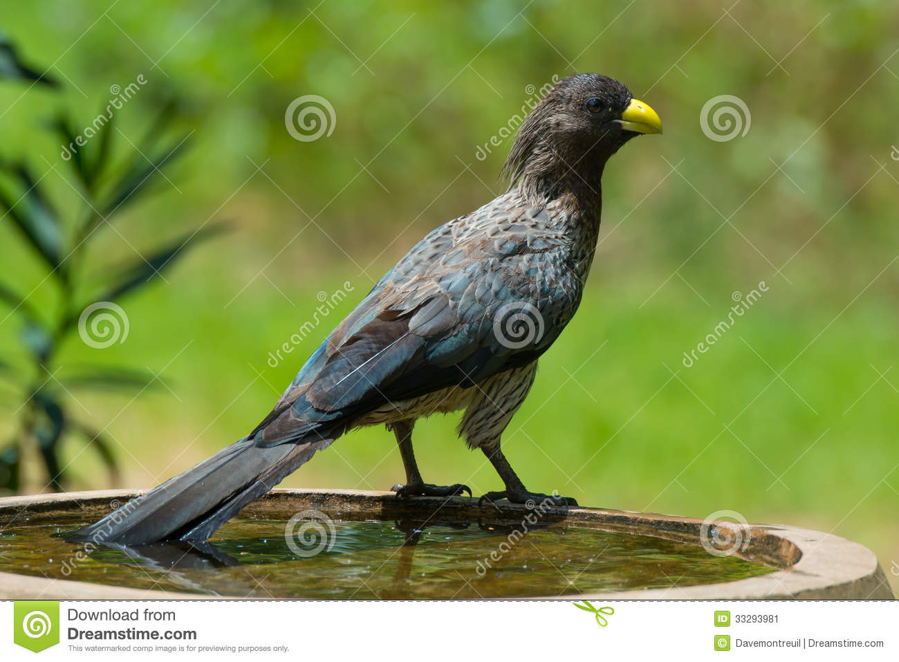 Pretty Western gray plantain-eater