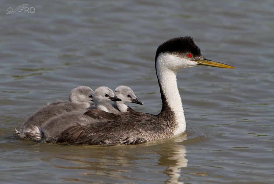 Western grebe