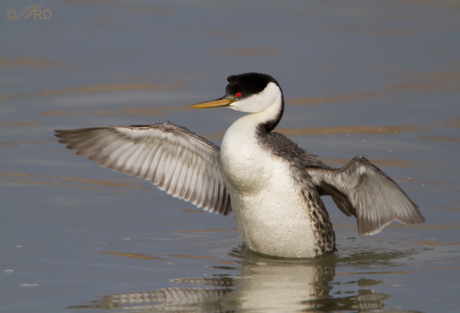 Pretty Western grebe