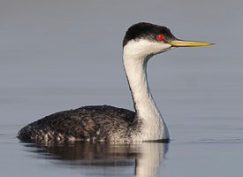 Pretty Western grebe
