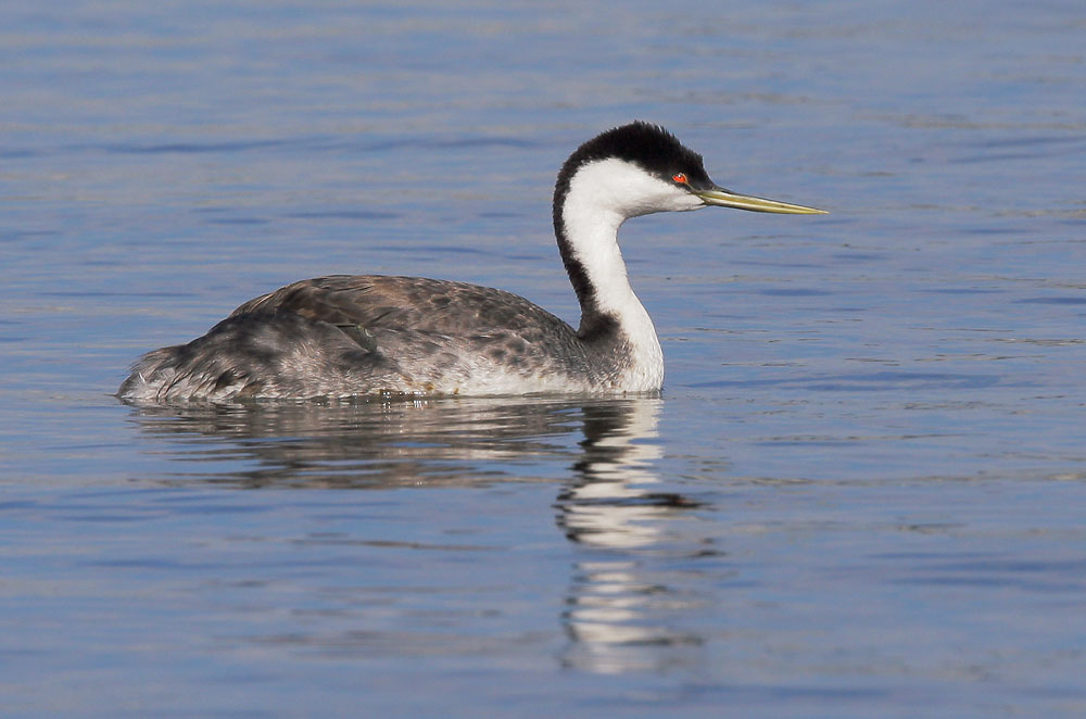 Pretty Western grebe