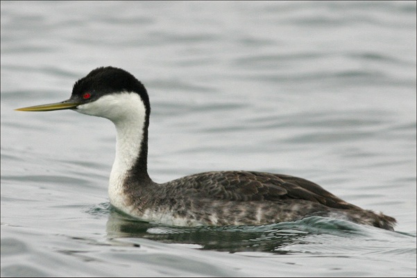 Pretty Western grebe