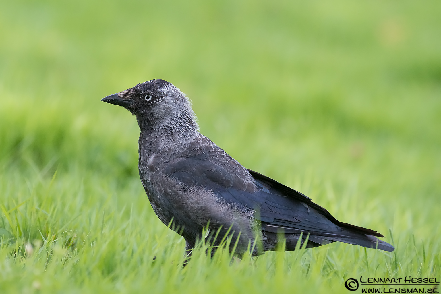 Western jackdaw