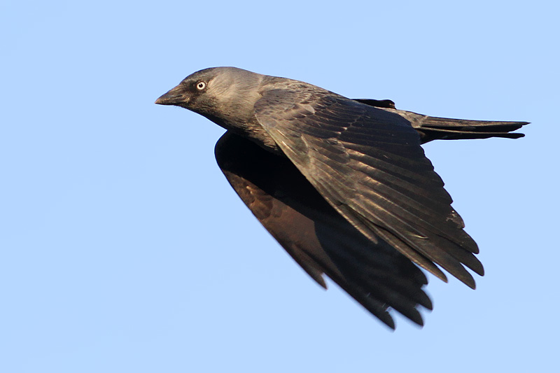 Pretty Western jackdaw