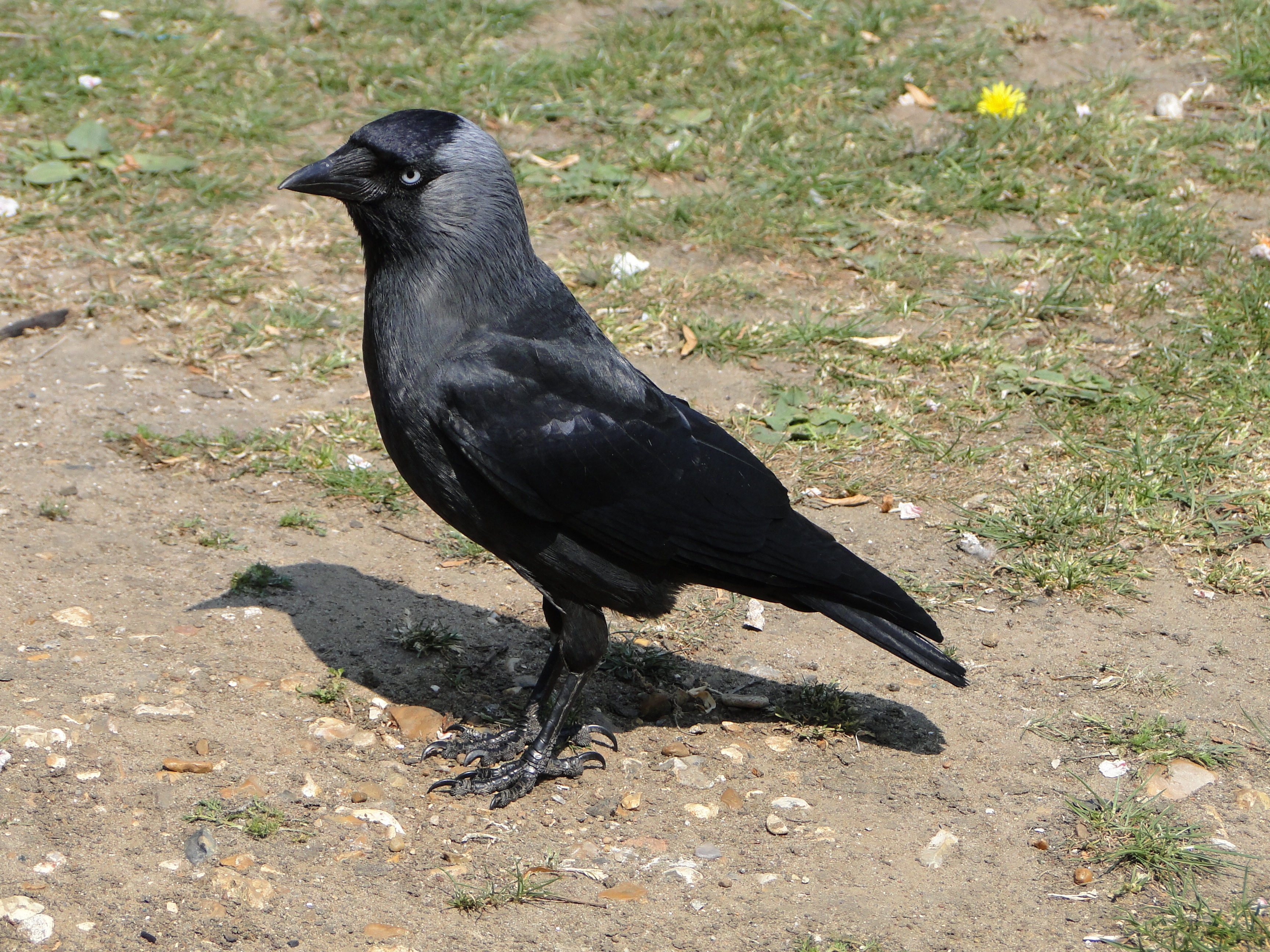 Pretty Western jackdaw