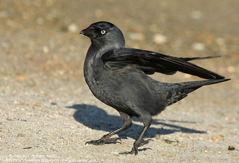 Pretty Western jackdaw