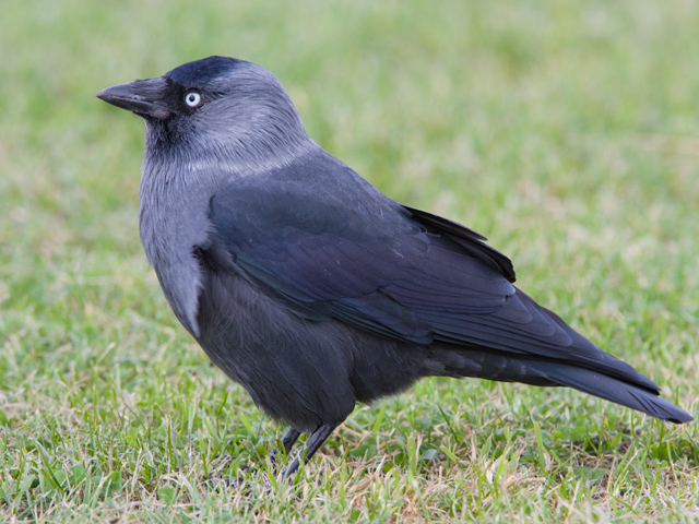 Pretty Western jackdaw