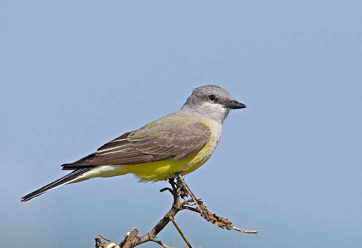 Western kingbird