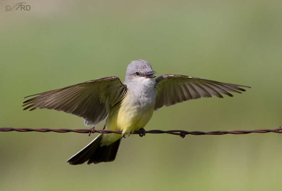 Pretty Western kingbird