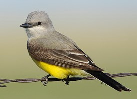 Pretty Western kingbird