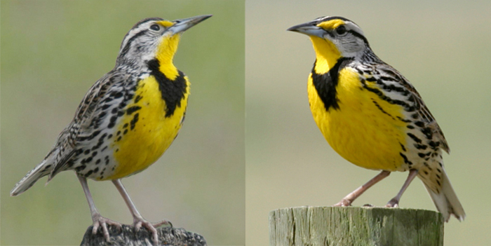 Western meadowlark
