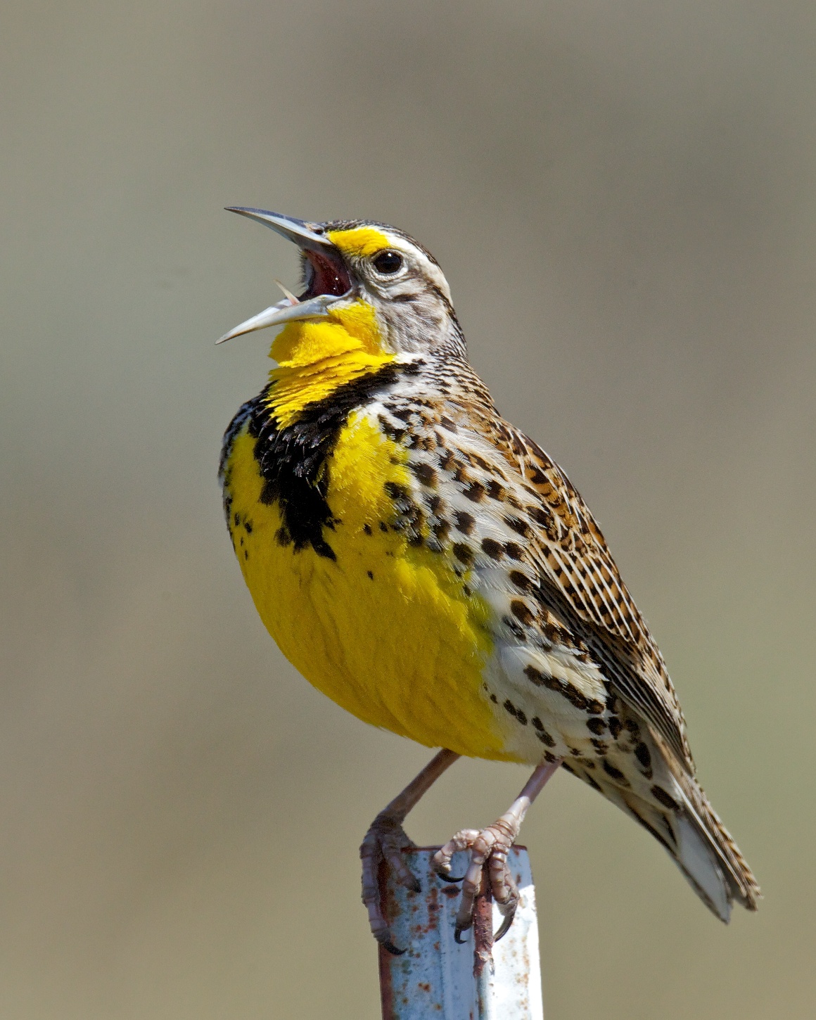 Pretty Western meadowlark