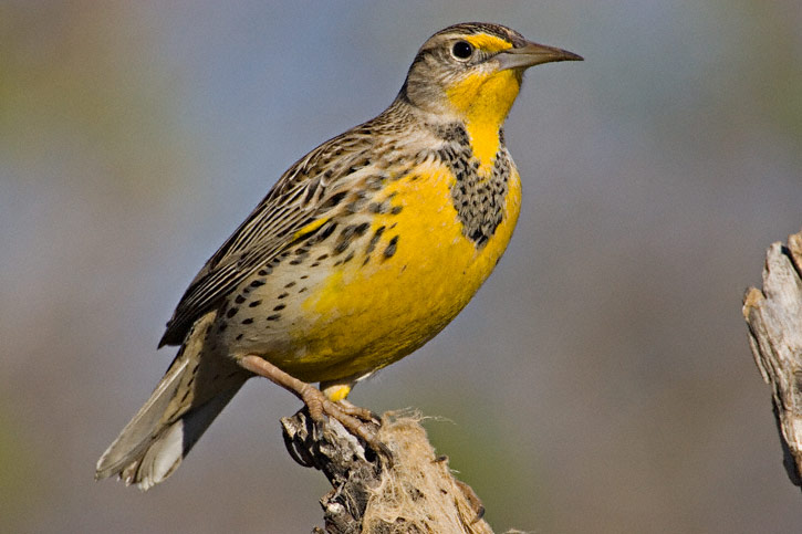 Pretty Western meadowlark