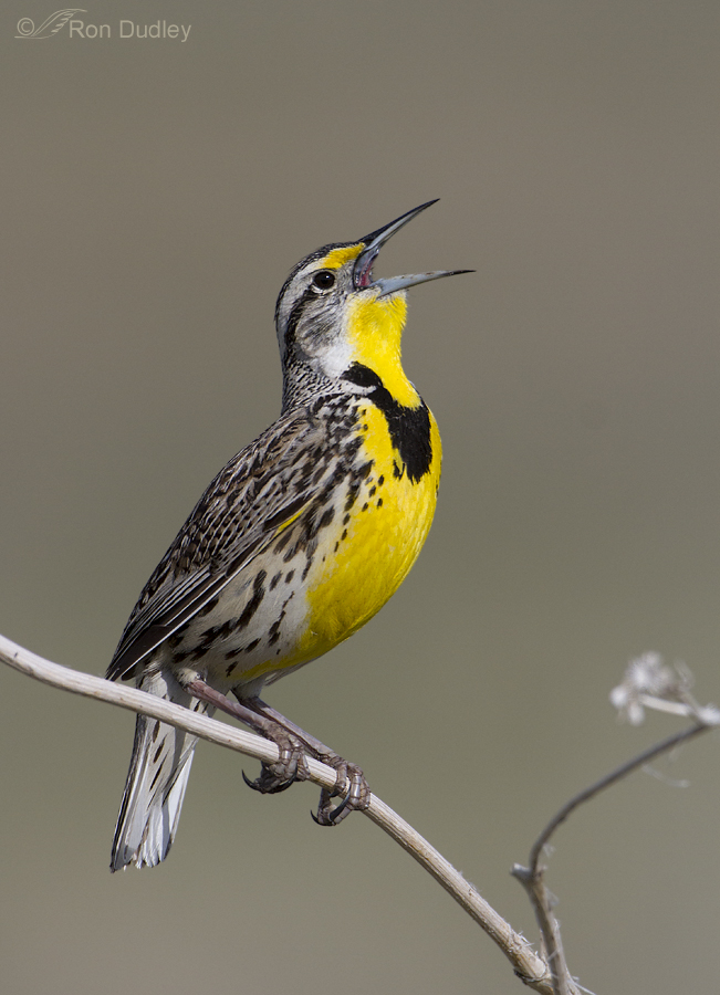 Pretty Western meadowlark
