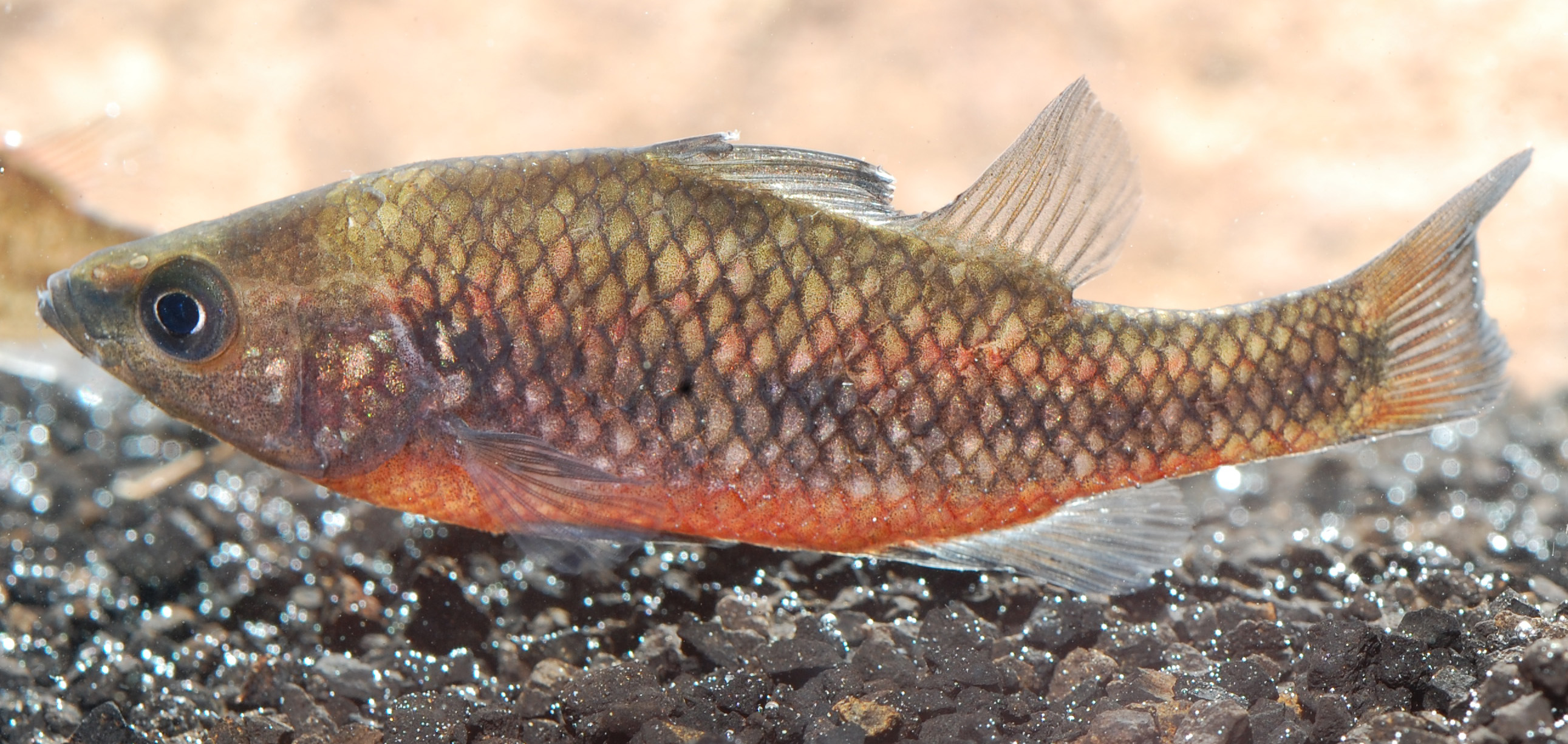 Western pygmy perch