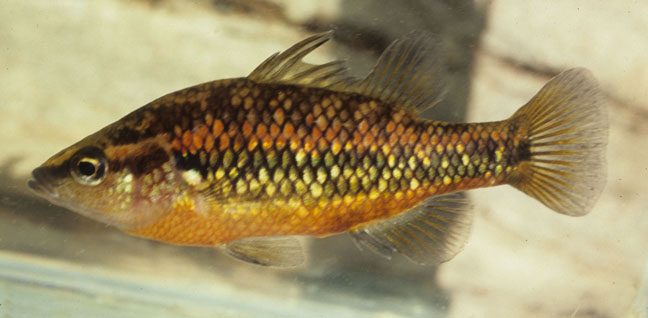 Pretty Western pygmy perch