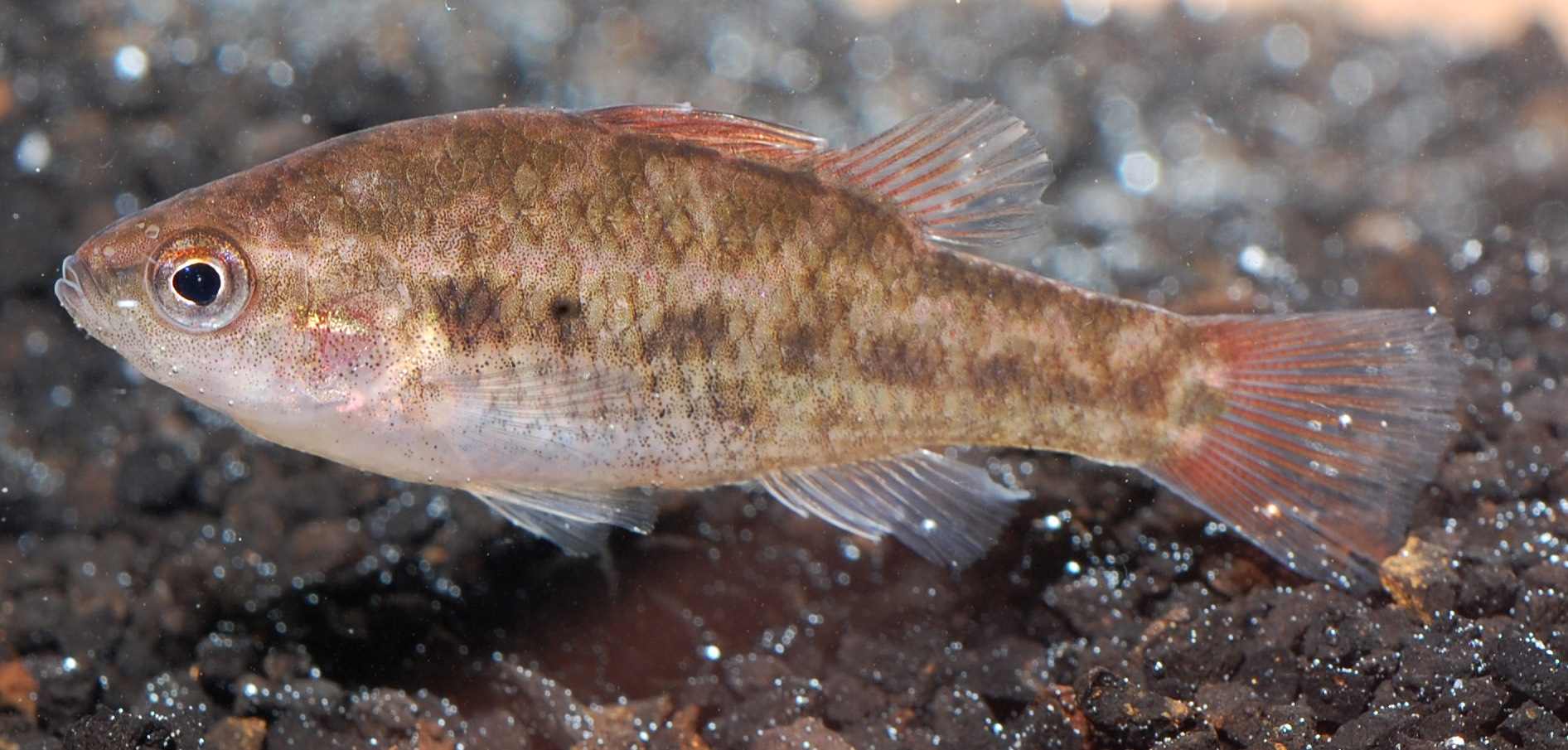 Pretty Western pygmy perch