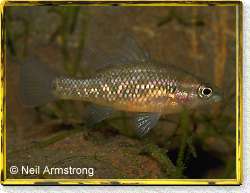 Pretty Western pygmy perch