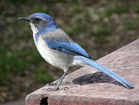 Western scrub-jay