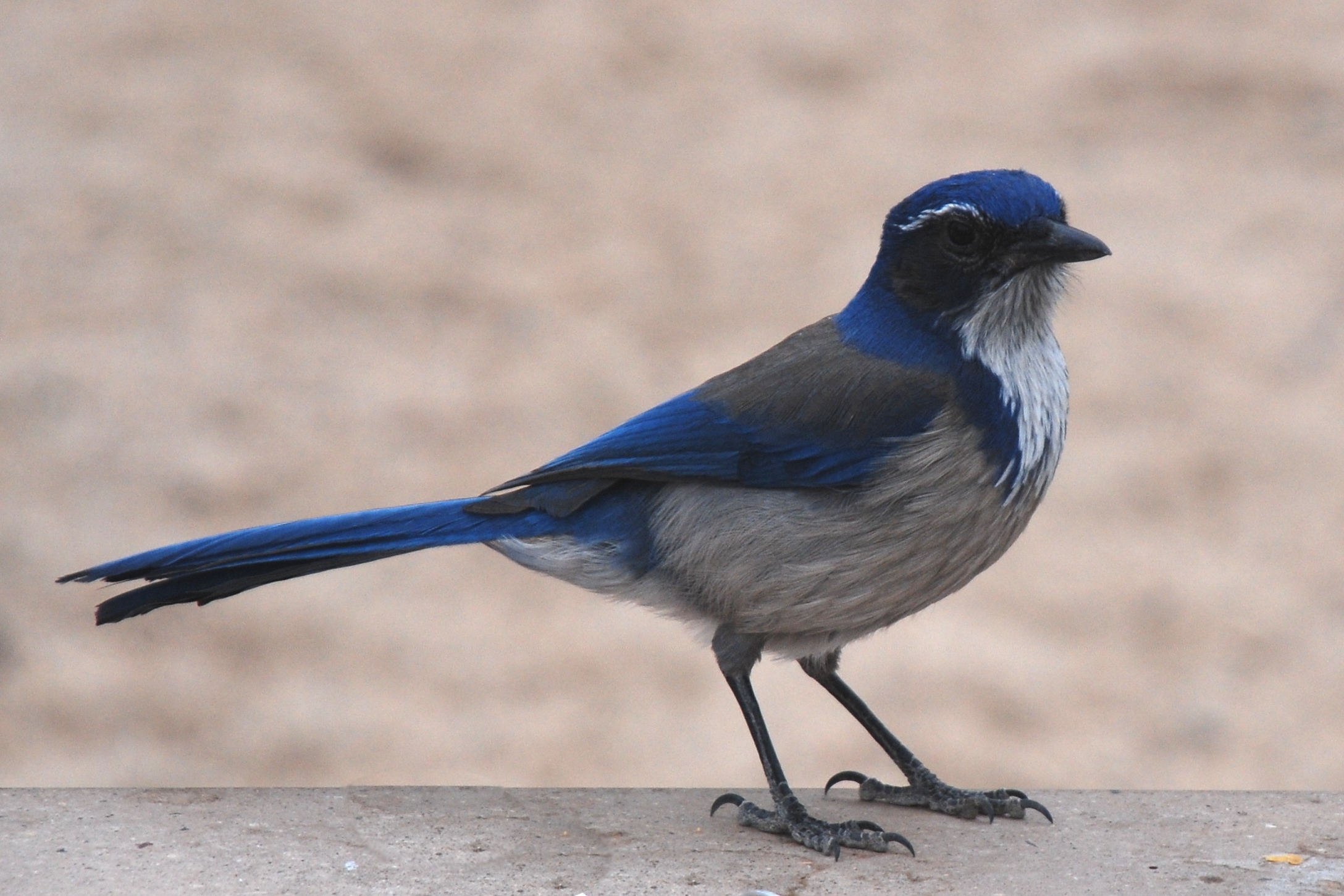 Pretty Western scrub-jay