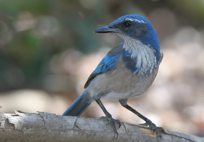 Pretty Western scrub-jay