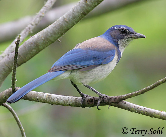 Pretty Western scrub-jay