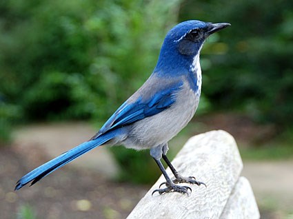 Pretty Western scrub-jay