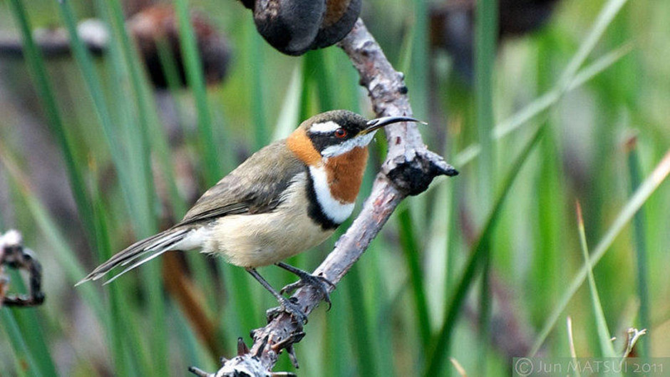 Western spinebill