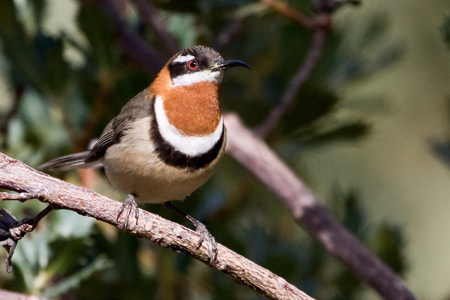 Pretty Western spinebill