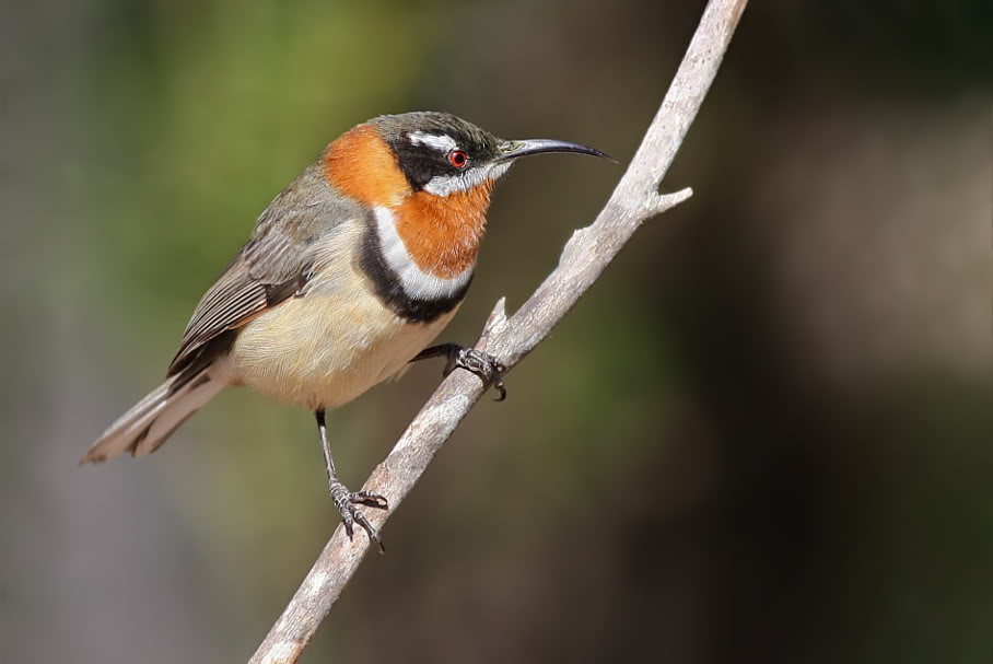 Pretty Western spinebill