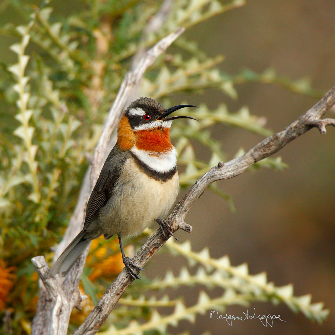 Pretty Western spinebill