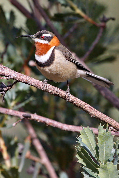 Pretty Western spinebill