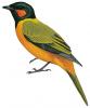 Western wattled cuckoo-shrike