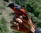 Pretty Western wattled cuckoo-shrike