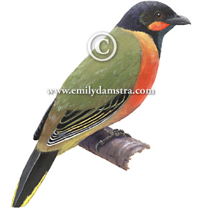 Pretty Western wattled cuckoo-shrike