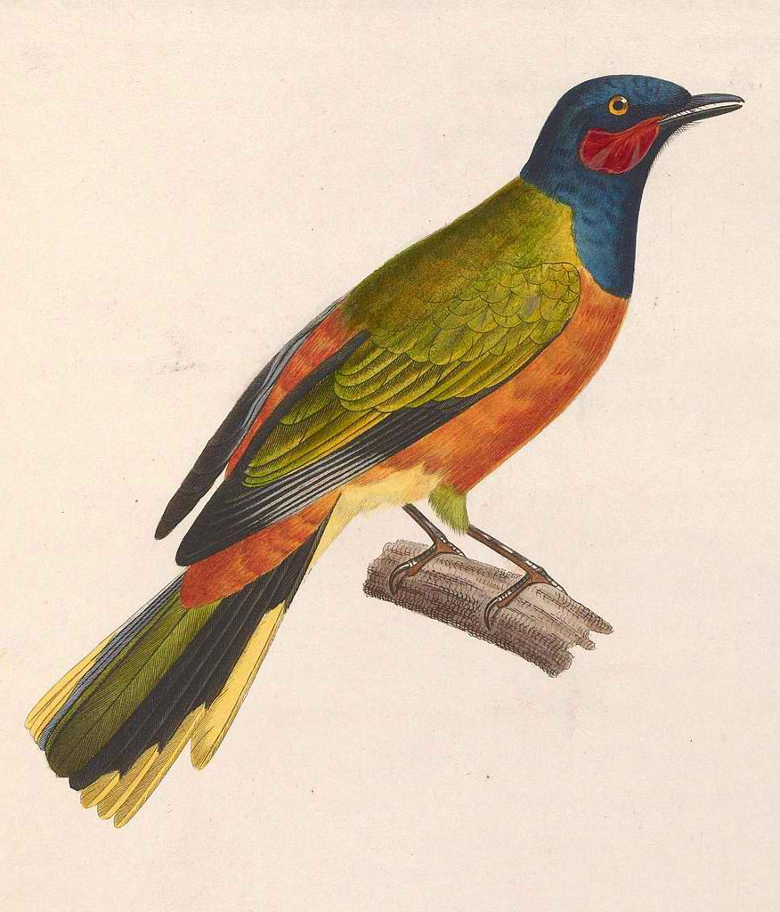 Pretty Western wattled cuckoo-shrike