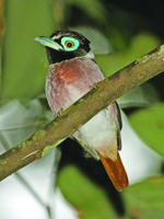 Pretty Western wattled cuckoo-shrike