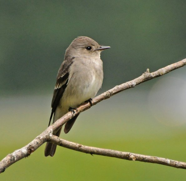 Pretty Western wood-pewee