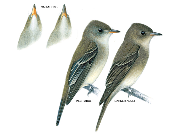 Pretty Western wood-pewee