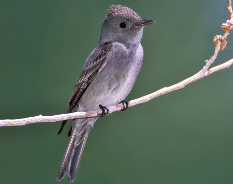 Pretty Western wood-pewee