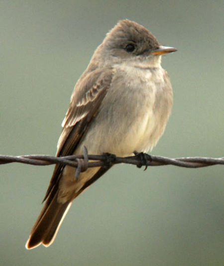 Pretty Western wood-pewee
