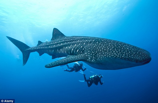 Nice Whale Shark