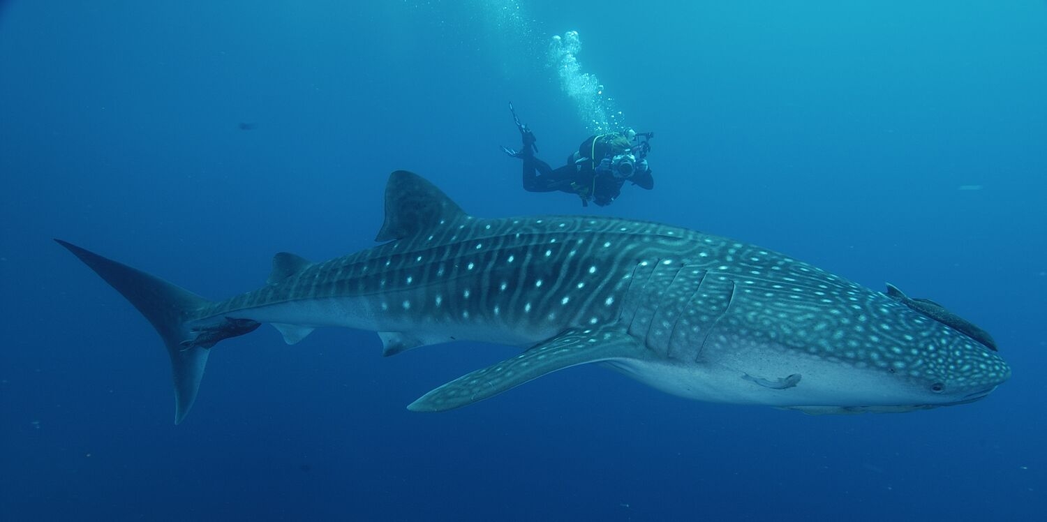 Cool Whale Shark
