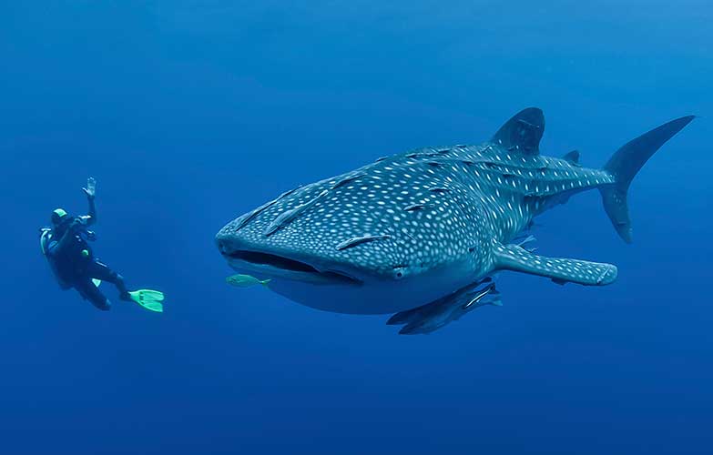 Pretty Whale Shark