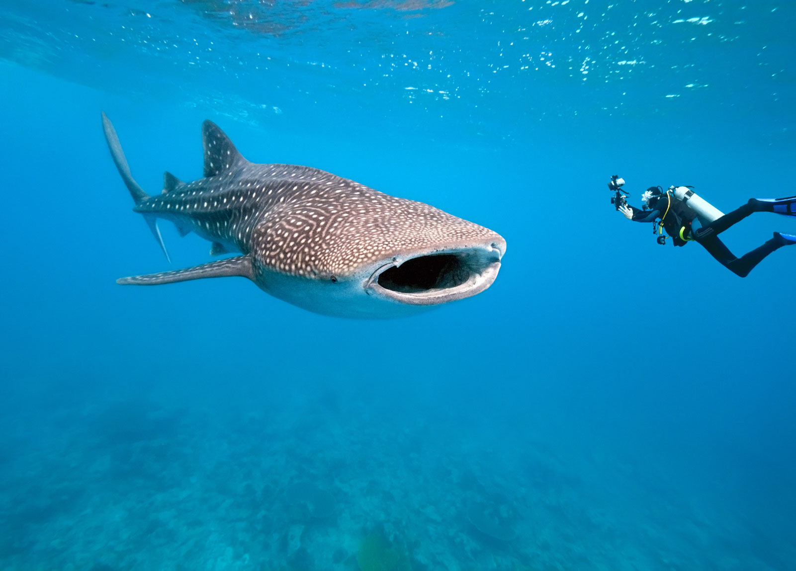 Photo Whale Shark