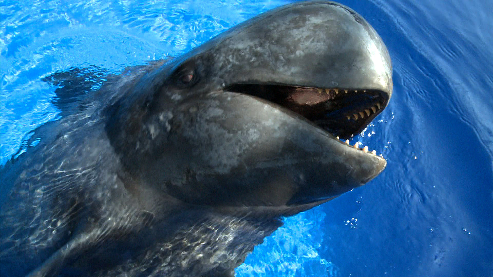 Cool Whale