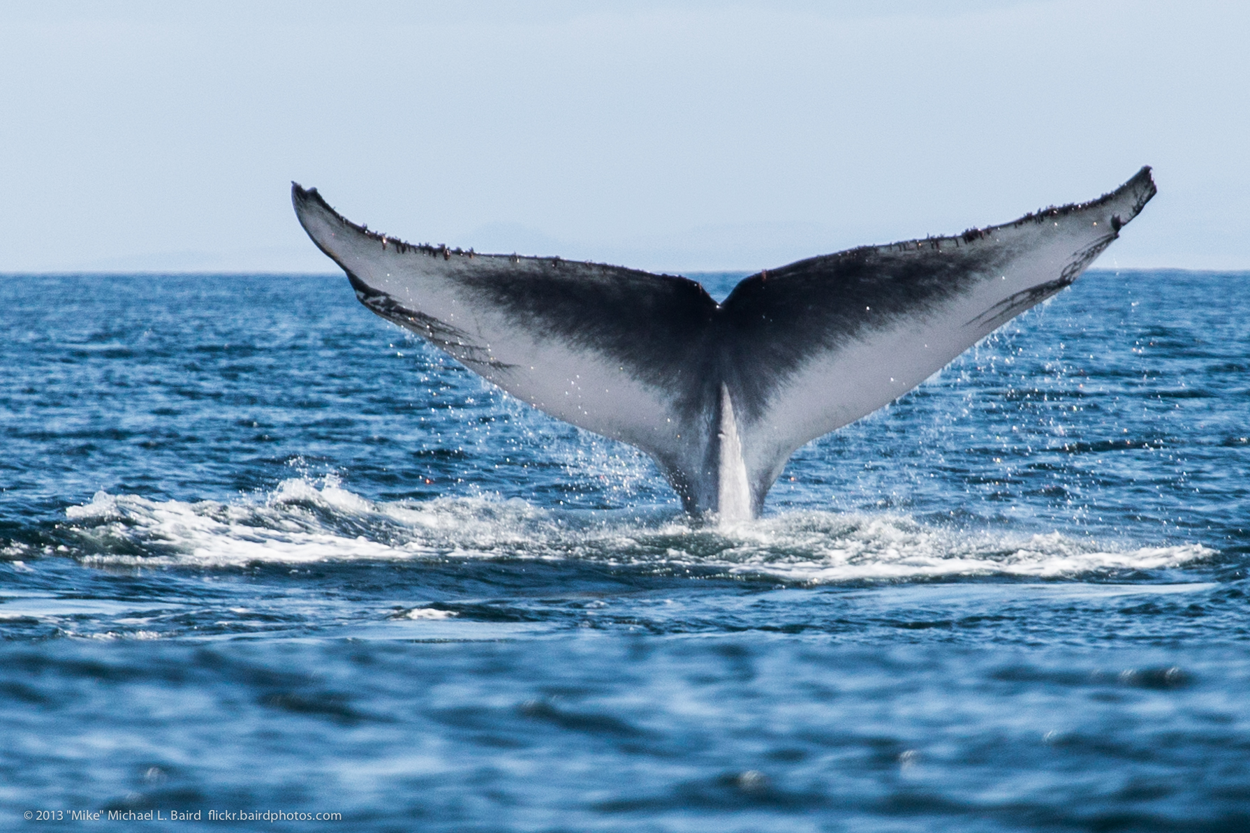 Cute Whale