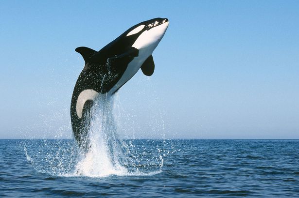 Wallpaper Whale