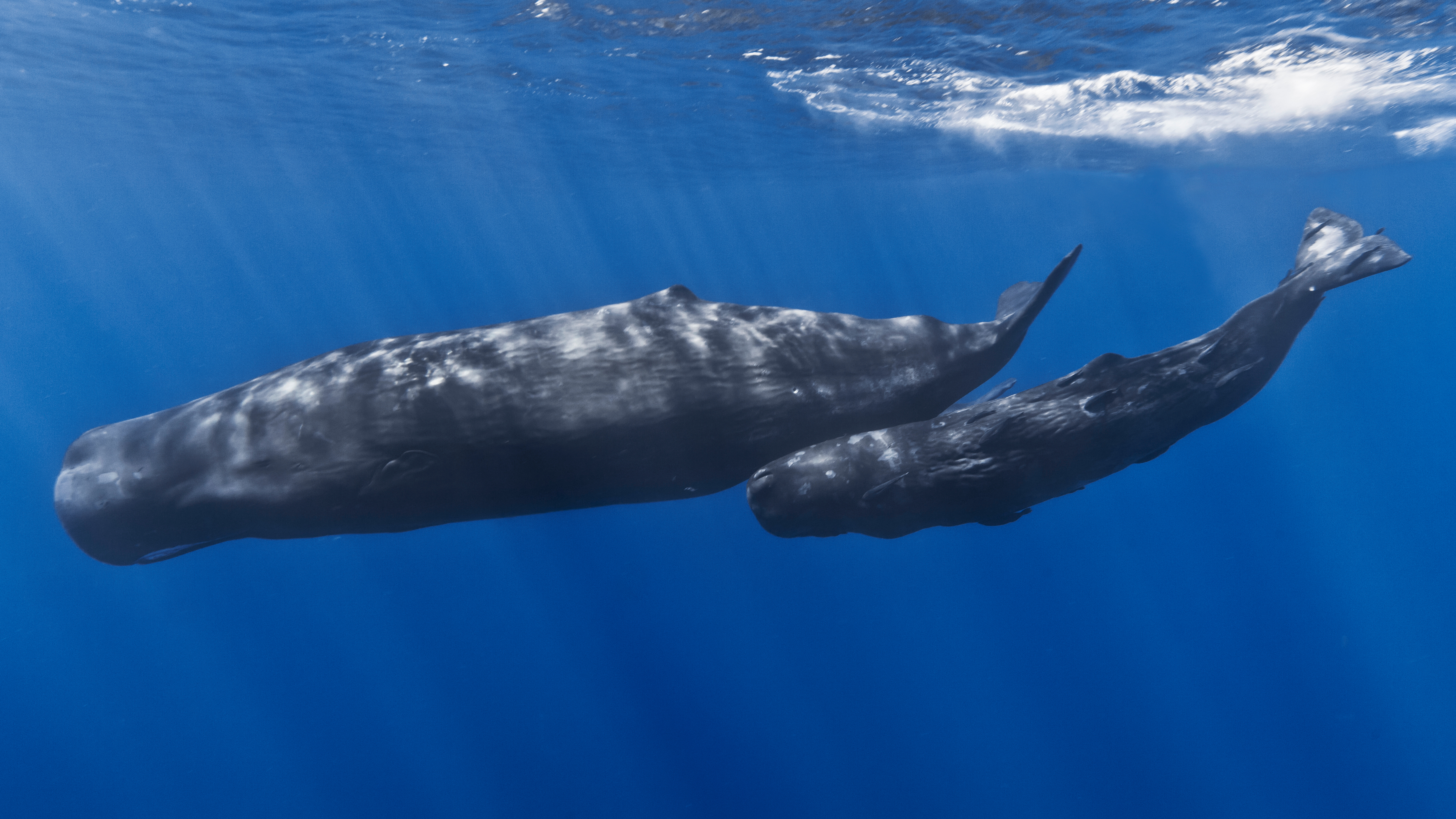 Photo Whale