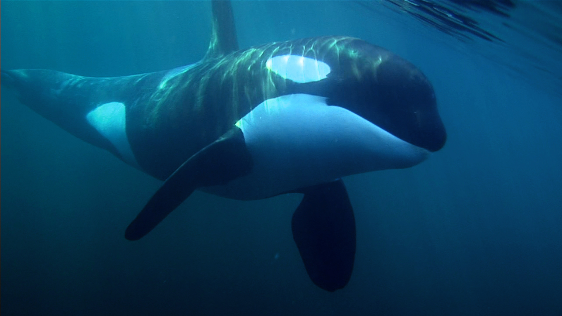 Whale photo 